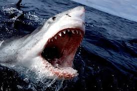 Should You Really Like Photography You Actually Will Enjoy This Cool Site White Sharks Great White Shark Great White Shark Attack
