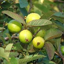 Image result for Psidium guajava