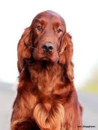 Irish Setter Love Irlandskij Setter Shenki Sobaki