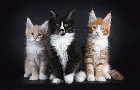 Gorgeous, lovely & playful purebred maine coon kittens available for sale! Maine Coon Kittens For Sale European Maine Coons Dna Tested