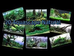 20 Design Aquascape Natural Kayu Dan Batu Its Merce Youtube