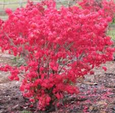 We did not find results for: Plant Of The Month April 2016 Dwarf Burning Bush Is Not That Dwarf Glacier View Landscape And Design Inc