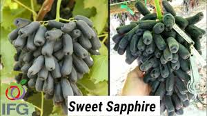 Can you grow sweet sapphire grapes in your backyard? Varitey Sweet Sapphire Grapes Variety Breeder Ifg Grapes Farming Youtube