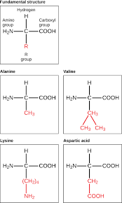 Biological Molecules Biology I