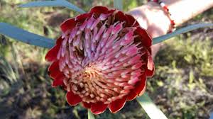 Image result for Protea madiensis