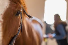 Then add in the person, reins and saddle so that everything is in proportion. Equine Body Language 7 Signs To Recognize The Horse