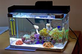 Image Result For 5 Gallon Nano Reef Saltwater Aquarium Saltwater Aquarium Setup Reef Tank