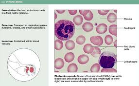 Pin On Microscope Slides