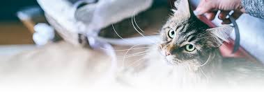 Feeding a cat looks simple enough at first glance. 3 Cat Feeding Methods Pros And Cons Of Each Hill S Pet