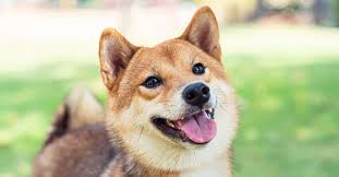 A small, alert and agile dog that copes very well with mountainous terrain and hiking trails. Shiba Inu Everything You Need To Know In 2021