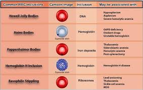 Variations In Red Blood Cell Morphology Size Shape Color