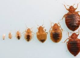 What Do Baby Bed Bugs Look Like Colors Size Bites 7 Ways To Kill