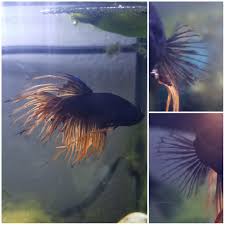 Aquarium salt promotes fish health disease recovery in freshwater treating betta. Betta Fish Betta Help I Purchased This Betta A Year Ago I Think He Has Pectoral Fin Rot I Ve Tried Aquarium Salt Bettafix Me Betta Fish Betta Daily Water