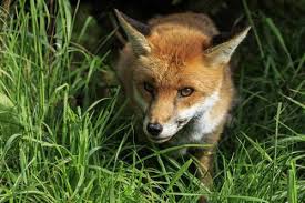 Image result for images Defeating the Little Foxes