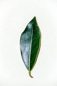 Image result for Apodytes dimidiata