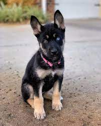 Pin On Cute Animals
