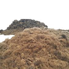 The availability of opefb will continue to increase. Oil Palm Empty Fruit Bunch Shredding Dewatering System Buy Oil Palm Empty Fruit Bunch Shredding Dewatering System Oil Palm Empty Fruit Bunch Shredding System Oil Palm Empty Fruit Bunch Dewatering System Product On