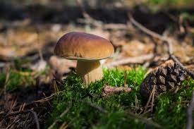In parks, gärten, meistens aber in wäldern, der grund dafür ist die symbiotische lebensgemeinschaft. Steinpilze Finden An Diesen Platzen Wachsen Sie