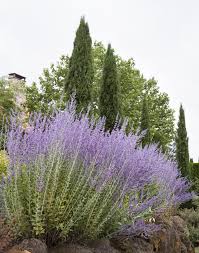 Spiked speedwell 'purple explosion', veronica spicata (syn. Russian Sage