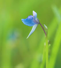 Image result for Utricularia simulans
