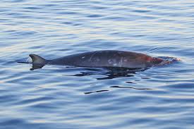 Une couleur plus sombre et des mesures crâniennes et des analyses adn montrant des différences significatives ont mis un. Whale Of A Find Scientists Spot Beaked Whale Believed To Be A New Species