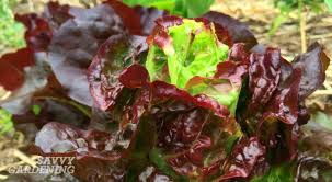 For example, it has seemed to me that even acknowledging the. Bolting Lettuce When Good Lettuce Goes Bad