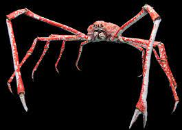 The genus macrocheira contains multiple species. Japanese Spider Crab Wikipedia