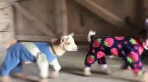 Free pyjama femme icons in various ui design styles for web and mobile. Desc Pajamas Gif Find On Gifer