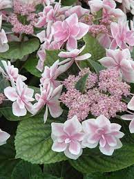 Bluestone Amazing Plant Selection In Eco Friendly Plantable Pots Plants Love Flowers Beautiful Flowers