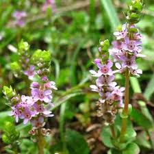 Image result for Rotala filiformis
