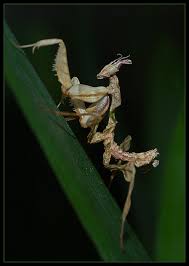 Idolomantis diabolica belongs to the family empusidae and is one of the largest species of mantids to mimic flowers, if not one of the largest species of mantids full stop. Idolomantis Diabolica L4 Foto Bild Tiere Wildlife Insekten Bilder Auf Fotocommunity