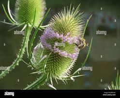 Image result for Dipsacus pinnatifidus