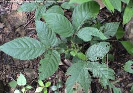 Image result for Allophylus