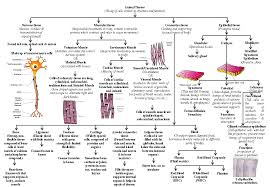 We did not find results for: Structural Organisation In Animals Ppt Revision Bichep