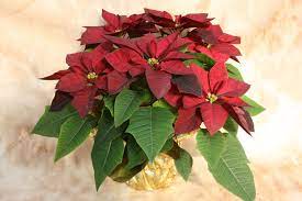 Pin On Joulutahdet Poinsettias