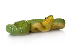 Emerald Tree Boa For Sale Reptiles For Sale