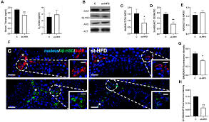 Frontiers | A short-term high-fat diet alters rat testicular activity and  blood-testis barrier integrity through the SIRT1NRF2MAPKs signaling  pathways