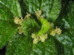 Image result for Pilea sublucens