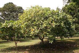 Image result for Voacanga chalotiana