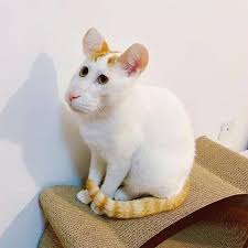 Anak kucing memang terlihat lucu, kalau itu memang sudah dikenal dengan banyak orang, bahkan dari sudut pandangnya mempunyai pandangan cantik imut dan lucu. Kumpulan Foto Kucing Yang Gagal Tapi Lucu