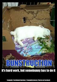 Rabbit Ramblings Bunny Monday Meme Day Bunstruction Funny Bunnies Sleeping Bunny Pet Bunny