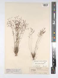 Image result for Bulbostylis trabeculata