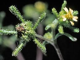 Image result for Sigesbeckia