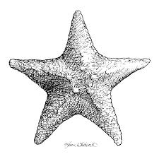 Starfish Drawing Black And White Sea Star By Karen Whitworth Starfish Drawing Fish Drawings Starfish