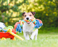 puppy playing with a chew toyの画像