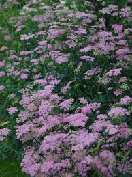 Image result for Pimpinella buchananii