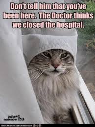 The Sisters Are Sneaky Cats Lolcats Lol Cat Memes Funny Cats Funny Cat Pictures With Words On Them Funny Pictures Lol Cat Memes Lol Cats