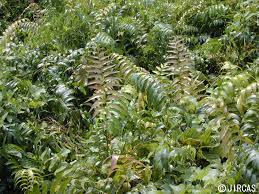 Image result for Stenochlaena