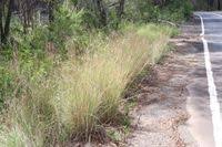 Image result for Hyparrhenia anthistirioides