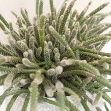 Image result for Rhipsalis baccifera